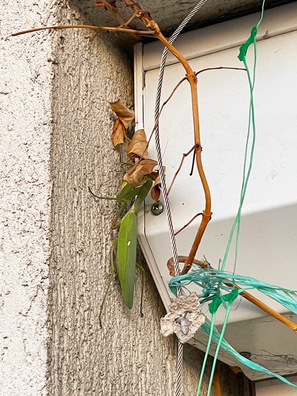 SkyRanch.Life developers had a mantis pet